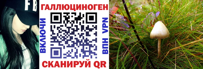 купить наркотик  Щигры  Галлюциногенные грибы GOLDEN TEACHER 